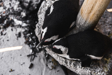 Mating Pair of South African Jackass Penguins