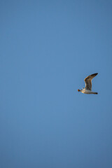 seagull in flight