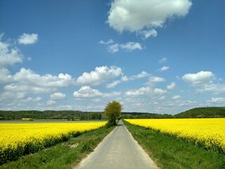 road in the field with blue sky