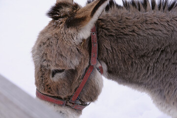 
A donkey behind a wooden fence pulls Winter's head. Neddy. Farming, corral, animal feeding, veterinary medicine