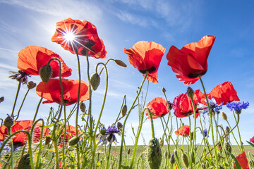 mohn