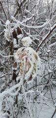 Frost on branches and leaves on a frosty winter morning.