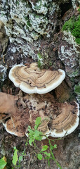 Fototapeta premium A beautiful mushroom on a tree trunk in the Łagiewnicki Park in the city of Łódź.