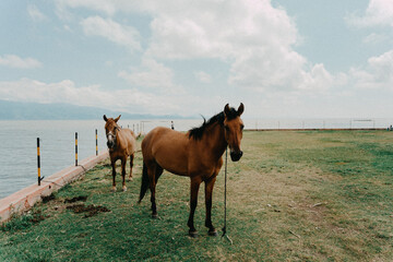 Horse Staring at You 