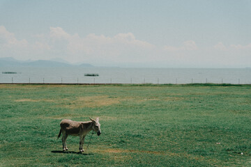 Donkey in the Horizon