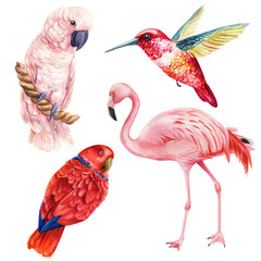 Fototapeta premium Set birds parrots, flamingo, cockatoo, hummingbird on a white background, watercolor illustration