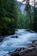 Avalanche Creek and its teal waters flow through the dense forest of Glacier National Park
