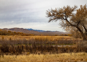 Fototapeta premium Wheat field and tree