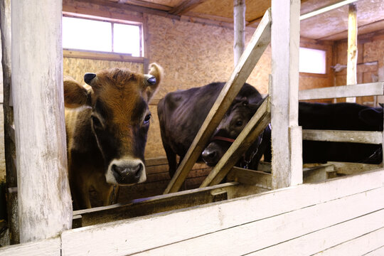 A portrait of a cow with horns in profile is a Jersey breed, a high-milk one and one of the oldest breeds of cows. Veterinary medicine, farming, cattle breeding