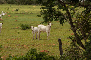 Paisagem de beira da rodovia no Brasil com algumas vacas pastando.