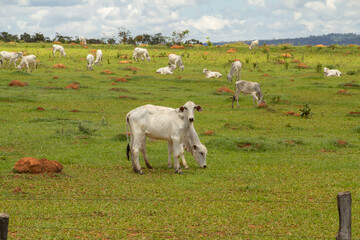 Paisagem de beira da rodovia no Brasil com algumas vacas pastando.