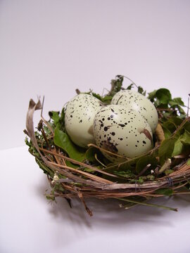 Bird's nest close-up