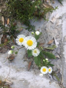 Fleabane wildflower 