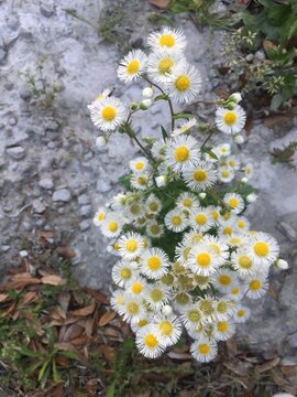 Fleabane wildflowers