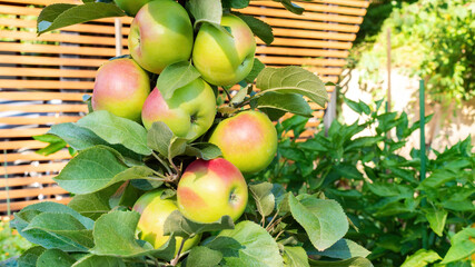 Lots of apples on a columnar apple tree close-up against the backdrop of a canopy of wooden planks....