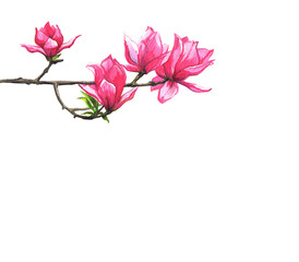 Bloom flowers of magnolia on branch isolated on white background