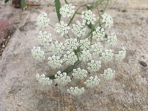 Common Yarrow
