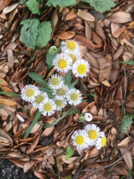 Fleabane wildflower 