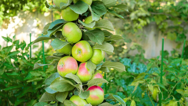 Columnar apple tree with fruits close-up against the background of greenery of the orchard. A hybrid columnar apple tree sprinkled with tight-fitting apples in a summer garden.