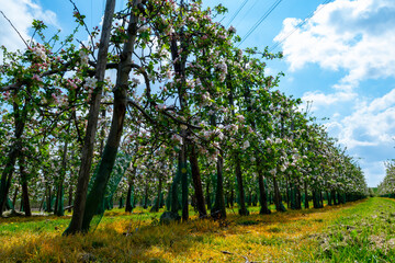 Obraz premium Spring pink blossom of apple trees on fruit orchards in Zeeland, Netherlands