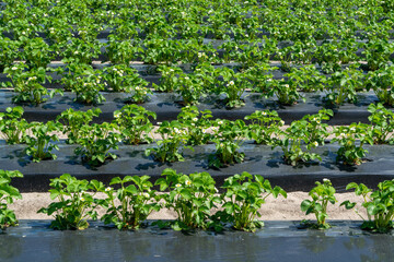 Fototapeta na wymiar Plantations of blossoming strawberry plants growing outdoor on soil covered with plastic film