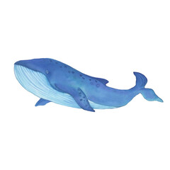 Watercolor blue whale illustration isolated on white background. Hand-painted realistic underwater animal art