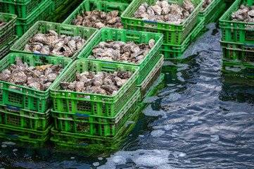 Oysters growing systems, keeping oysters in concrete oyster pits, where they are stored in crates in continuously refreshed water, fresh oysters ready for sale and consumption