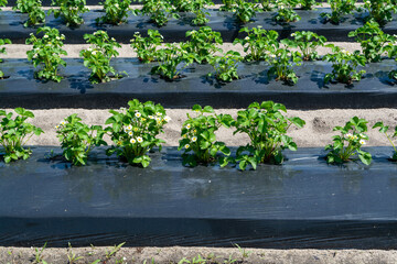 Plantations of blossoming strawberry plants growing outdoor on soil covered with plastic film