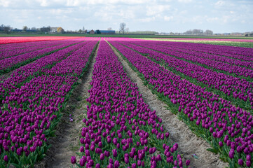 Tulips bulbs production in Netherlands, colorful spring fields with blossoming tulip flowers