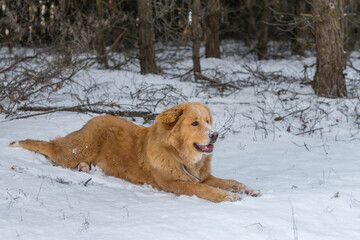 Furry labrador retriever dog lying on the snowy ground in the pine forest