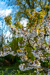 Fototapeta premium Spring white blossoms of sweert cherry trees on fruit orchards in Zeeland, Netherlands