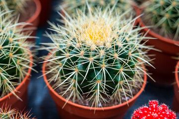 Botanical collection, different succulent prickly cactussen plants in garden shop