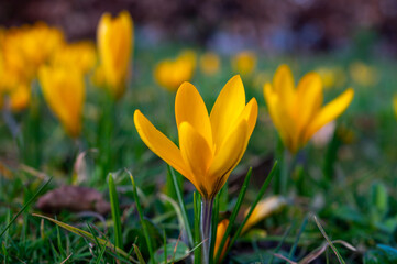 First spring flowers, blossom of yellow crocusses