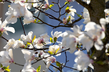 Blossom of white magnolia flowers in spring