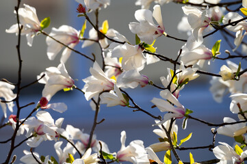 Blossom of white magnolia flowers in spring