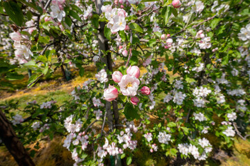 Spring pink blossom of apple trees on fruit orchards in Zeeland, Netherlands