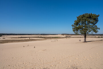 Walking trails in Dutch national park with yellow sandy dunes, pine tree forest and dried old desert plants