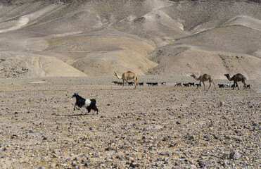 Camels and Goat flock on their way in the remote region of the Judean desert, Israel. camels and goats crossing desert pasturing Judaean desert Dead sea. Arabian camel or Dromedary