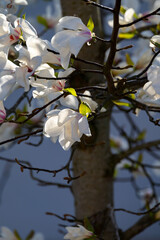 Blossom of white magnolia flowers in spring