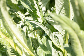 Fototapeta Artichokes on their plant obraz
