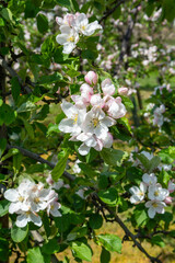 Obraz na płótnie Canvas Spring pink blossom of apple trees on fruit orchards in Zeeland, Netherlands