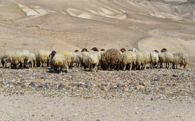 Sheep flock in naked mountains. Herd of Bedouin sheep in the desert on a hill with clear sky. sheep...