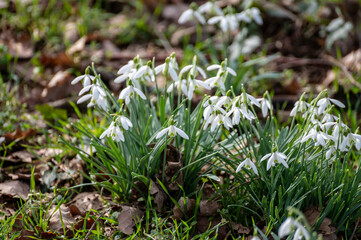 Galanthus nivalis first spring flowers or white snowdrops
