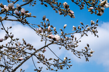 Spring blossom of white magnolia tree in sunny day with blue sky