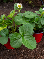 Young strawberry plants with white flowers ready to be planted in garden soil outdoors in spring