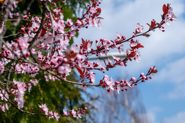 Spring blossom of pink wild sakura cherry tree