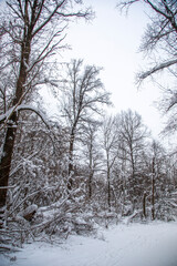 Snowy trees in the winter forest