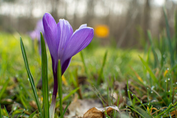 First spring flowers, blossom of purple crocusses