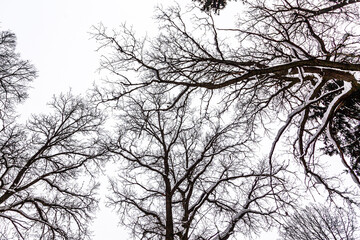 Snowy trees in the winter forest