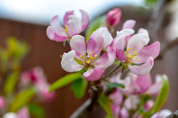 Fototapeta na wymiar Spring pink blossom of apple trees on fruit orchards in Zeeland, Netherlands